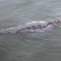 Mama bacila bolesnog sina (6) u reku punu krokodila: Muž tražio da ga se otarasi, telo nađeno u užasnom stanju