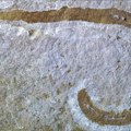 Imao je oštre zube i kuke na glavi Pronađeni ostaci morskog crva starog 425 miliona godina u Velikoj Britaniji