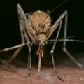 Naučnici ubrizgali gene pčele i žabe u komarce Rezultat bi mogao spasiti milione