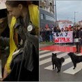 Slučaj ubistva psa Done: Tužilaštvo odbacilo prijavu, mural zabranjen jer „ima političku konotaciju“