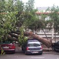 Drvo se srušilo na automobil u Smederevu: Haos na parkingu, vozilo totalno smrskano (foto)