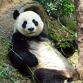 "Panda diplomatija": Kina šalje dve pande Sjedinjenim Američkim Državama