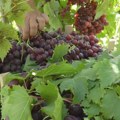 Хорор усред радова у винограду код Јагодине! Полиција хитно реаговала, обезбеђује се лице места
