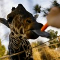 Životinje i Meksiko: Žirafa Benito putuje ka novom domu, bežeći od ekstremnih temperatura