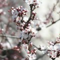 Vremenska prognoza za 13. maj: Danas promenljivo, temperatura do 19 stepeni