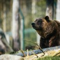 Engleska: Medvedići pobegli iz svog prostora u Zoo vrtu, pa odjurili da se najedu meda