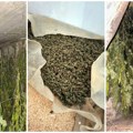 Ponovo se oglasio MUP o plantaži marihuane u Loznici FOTO
