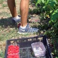 Krenula berba „crvenog zlata“! Otkup već počeo, a cena podigla "prašinu" među proizvođačima, evo koliko se plaća za kilogram…