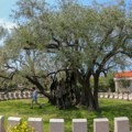 Stablo masline staro 2.248 godina u Baru svedok vremena i simbol mira