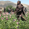 Avganistan: Iza kulisa talibanskog rata protiv droge - uništavanje polja maka