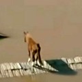 Snimak konja na krovu koji je obišao svet: Našao je spas od jezivih poplava u Brazilu, a onda se desilo čudo
