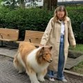 (Video) Japanac potrošio 14.000 evra da postane pas, ali sada želi da se transformiše u medveda