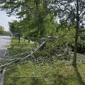 Palo drvo na trotoar kod Limanskog parka u Novom Sadu: Povređenih nema, radnici „Zelenila“ raščišćavaju teren