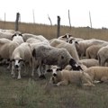Psi lutalice ranili i zaklali ovce u selu Biohane