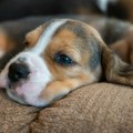 Veterinar otkrio koje su najzdravije vrste pasa: Zbog njih nećete bankrotirati