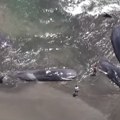 "Ne možemo isključiti mogućnost da se desilo nešto neobično": Četiri kita se nasukala u Japanu uoči zemljotresa (VIDEO)