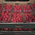 U malinama iz Srbije utvrđene dvostruko veće količine kadmijuma, Francuska zadržala isporuku