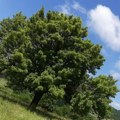 Leskovac čuva stabla stara 200 godina: Hrast, cer i oskoruše pod zaštitom države