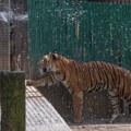Jorkširski park divljih životinja ponovo se otvara posle napada tigra