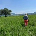 Poljoprivreda i Srbija: Od 'žitnice Evrope' do sve manje gazdinstava