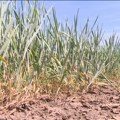 Leto usred proleća zbunilo pšenicu - poranilo klasanje