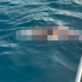Uznemirujuće! Jadranskim morem plutaju mrtvi delfini: Tela im pokidana i krvava, a sumnja se na...