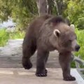 Kako u ruskim rezervatima mere divlje životinje /video/