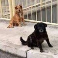 10 godina su Ogi i Žule delili parče ulice, pa završili u azilu, u istom boksu, a onda je sudbina pogledala Ogija! Žule je…