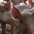 Гламочић о афричкој куги свиња: Надлежне службе нису радиле свој посао, зараза на подручју седам округа