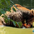 Odbačena krivična prijava za tvrdnje o zlostavljanju životinja u Zoo-vrtu Palić, utvrđeni pojedinačni propusti