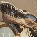 Analiza fosilnog zuba otkrila da je Tiranosaurus reks bio toplokrvan