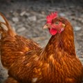 Turčin tražio nestale kokoške, pa otkrio jedno od najneverovatnijih svetskih čuda