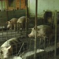 Iako su svi u panici zbog Afričke kuge svinja, potražnja za prasićima ne jenjava