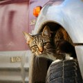 Danas je Svetski dan svesti o saobraćajnim nesrećama sa životinjama Evo šta su i dalje najveći problemi