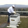 Kako veštačka inteligencija pomaže pčelarima u upravljanju košnicama