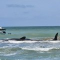 Kit zuban se nasukao na peščani sprud kod obale Floride, vlasti pokušavaju da mu pomognu