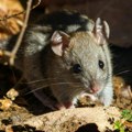 Najezda glodara zabrinula farmere u Australiji: Miševi prete da opustoše zasade pšenice