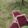 Višnje koje spašavaju živote stižu u Novi Sad: Humanitarna akcija za dečiju bolnicu – svaki kilogram za bolju budućnost beba…