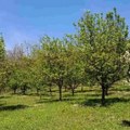 Organski voćnjak u punom rodu za 12.000 evra! 130 stabala i letnjikovac: Zarada zagarantovana (foto)