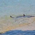 Ajkula mirno pliva po plićaku: Neverovatan prizor, turisti ostali bez reči (video)