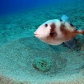 Serija napada na italijanskim plažama: Kostorog gospodari Mediteranom, stručnjaci objasnili kako izbeći ugriz