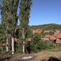 Sedam starih topola u Babotincu, meštani traže da se problem reši