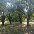 Perležani pokrenuli inicijativu za zaštitu dudove šume i proglašenje lokacije za „Spomenik prirode“ Perlez - Dudova…
