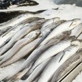 Srbija nema dovoljno ribe za potrebe domaćeg tržišta, šaran u marketu od 670 din
