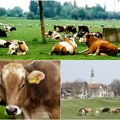 Primena nauke u poljoprivredi i stočarstvu ima prioritet Naše krave prosečno da daju 40 litara mleka dnevno