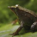 Čile pokrenuo incijativu za spasavanje ugrožene Darvinove žabe