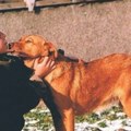 "Mama, došla nam je Dena!" Dirljiva priča o keruši koja je posle "Oluje" prešla 500 kilometara i pronašla svoju porodicu