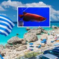 Otrovna riba ubola Suzanu u Grčkoj: Bol je nepodnošljiv, situacija uopšte nije naivna