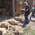 Nastavlja se sukob između ratara i stočara oko pašnjaka? Misteriozno trovanje ovaca u Padeju
