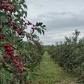 Voćari u Toplici pred novom berbom višanja: Dobar rod, ali otkupna cena nepoznata